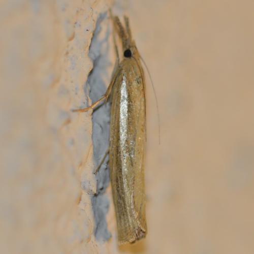 Réf. 310 724 : Agriphila tristella